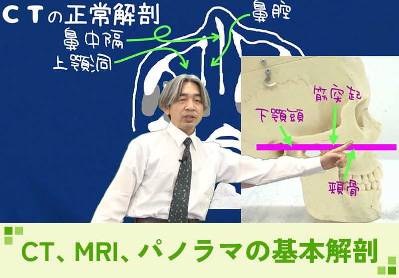 動画イメージ:CT、MRI、パノラマの基本解剖